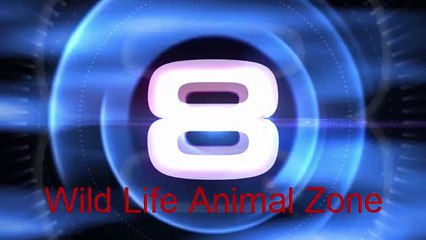 Leopard In Tree With A Kill, Hyena Underneath -6th June - Video Dailymotion