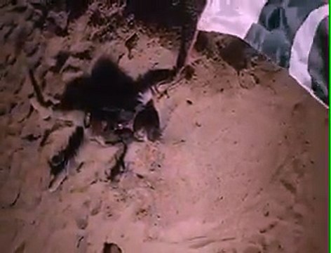 Dr. Amir Liaquat Shaheed Ho Gaye - Watch Ramzan Transmission Teaser