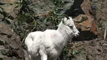 Dall sheep on Turnagain Arm near Anchorage, Alaska 2