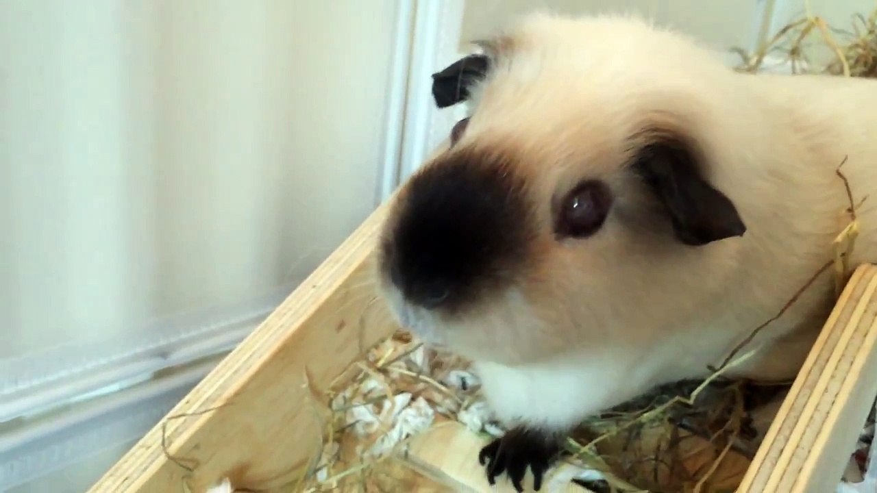 New hutch tour (pt 2)