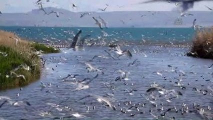 Zorlu Yolculuk" Martılara Yaradı