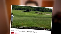 IS IT REAL- Giant Gator Walks Across Florida Golf Course Real Or Fake
