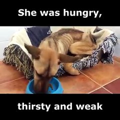 How This Frail Dog Was Rescued Back To Health! :')