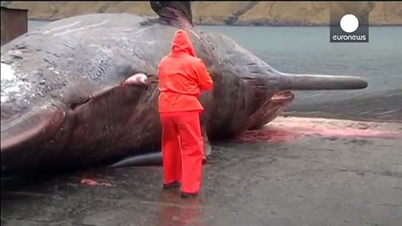 Video- Explosion d'une baleine morte aux iles Feroe - images violentes - YouTube