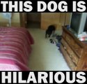 This Dog is Hilarious! LMAO!