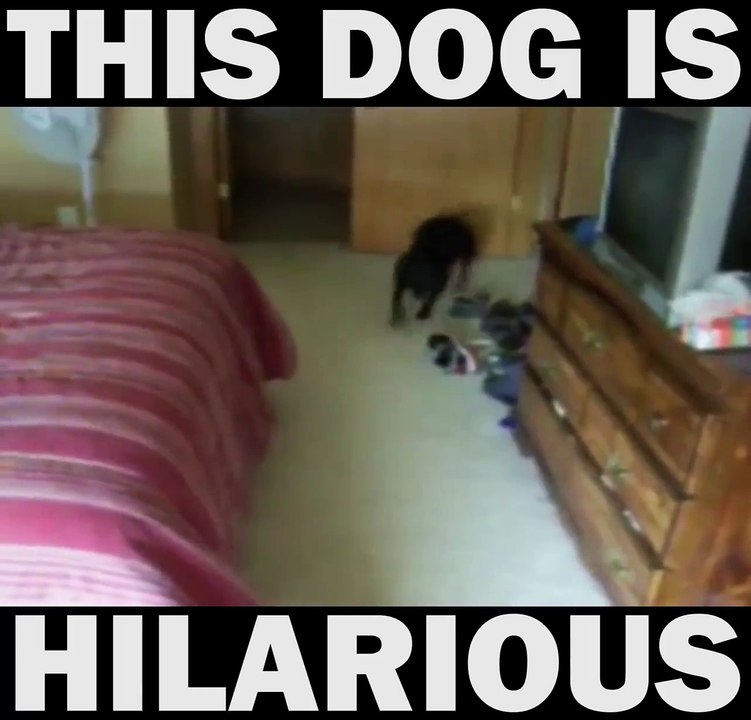 This Dog is Hilarious! LMAO!