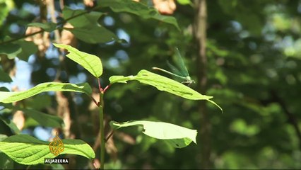 Polish government wants to cut down 400,000 trees