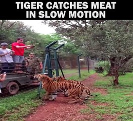 Tiger Catches Meat, In Slow Motion!