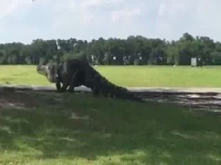 Le monstrueux alligator refilmé sur le terrain de golf