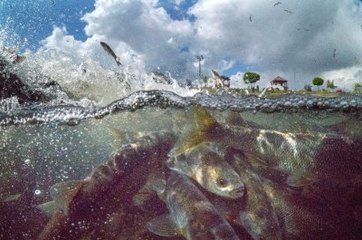 Uçan Balıkların Muhteşem Göçü Su Altı Kamerasında