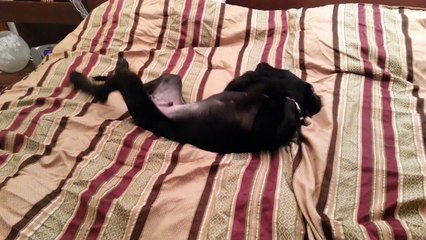 Great Dane puppy at 3:30am Talking