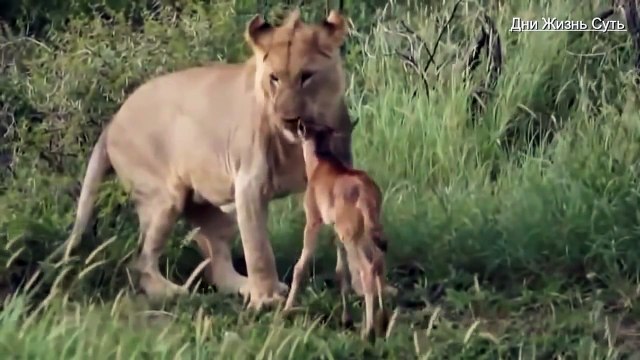 То, что сделал лев, когда погнался за своей добычей и настиг её — это перевернуло мой мир! Нападение льва.