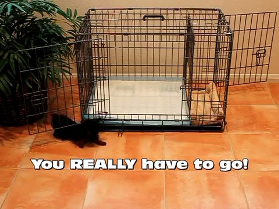 Is this Funny or Cute?