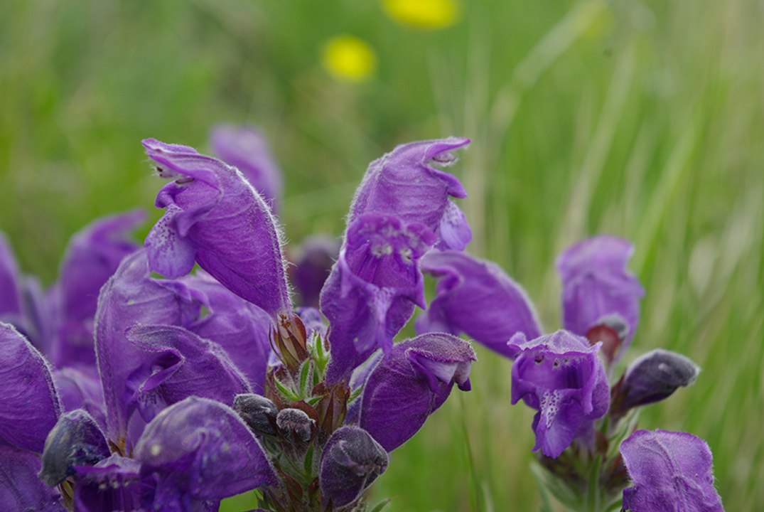 Vos vacances dans les alpes de haute provence ,  les hautes terres de provence , entre Sisteron et Serre Ponçon