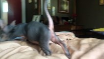 Energetic Hairless Kittens Play on a Bed