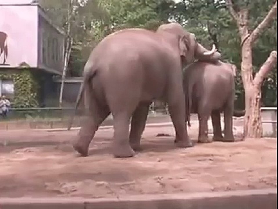 Elephant Mating Hard in the Wild: Wild Animals...