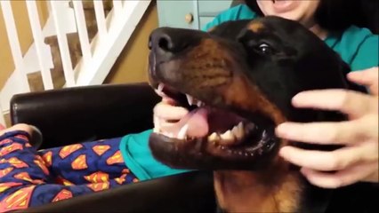 10 Funniest Rottweiler Videos