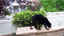 Rottweilers First Year - Watch Him Grow