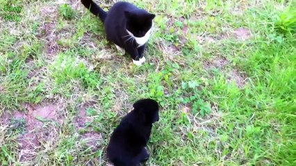 Cats Meeting Puppies for the First Time Compilation 2015