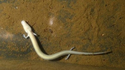 Slovenya'da İki Ejderha Yavrusu Yumurtadan Çıktı