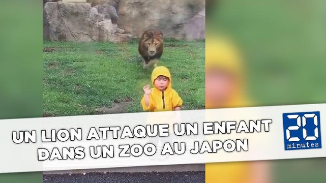 Un lion attaque un enfant dans un zoo au Japon