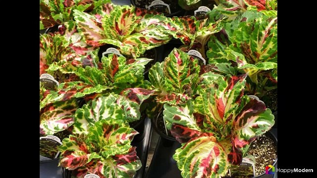 Колеус (54 фото) пестрое растение для украшения дома и сада