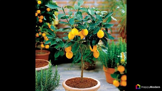 Комнатный лимон - сорта, уход в домашних условиях