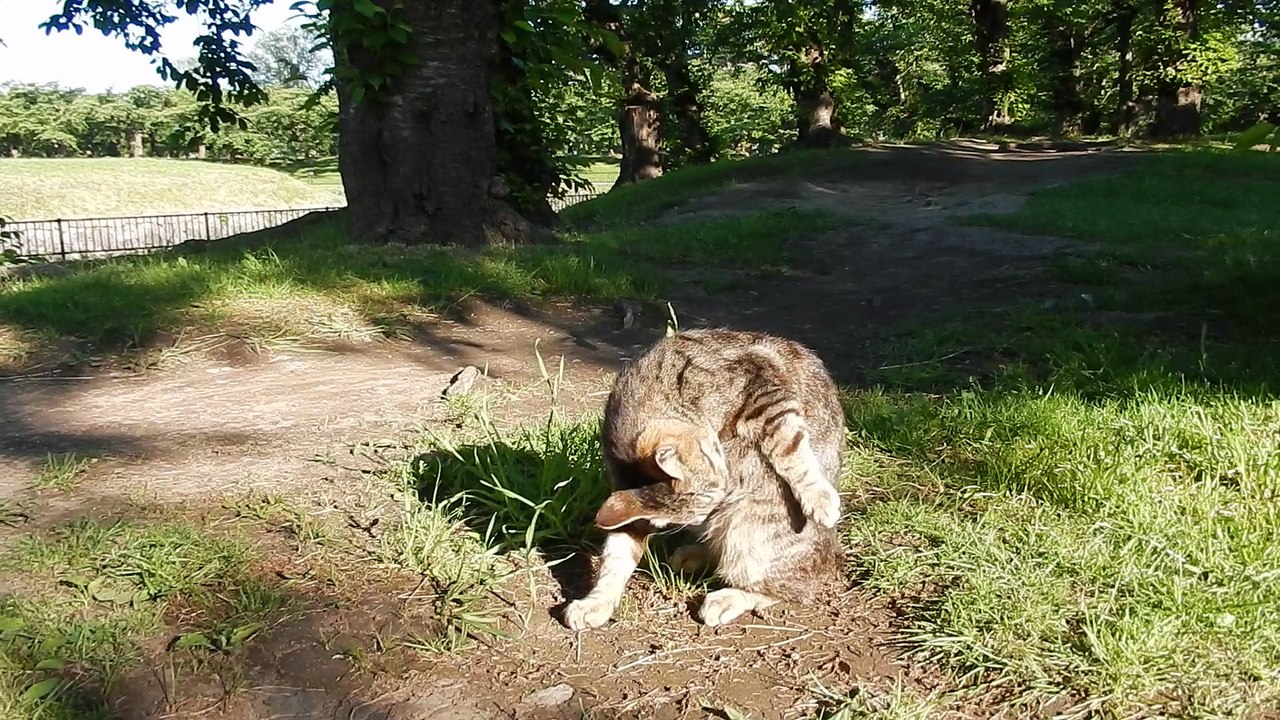 かぎ　チョビ