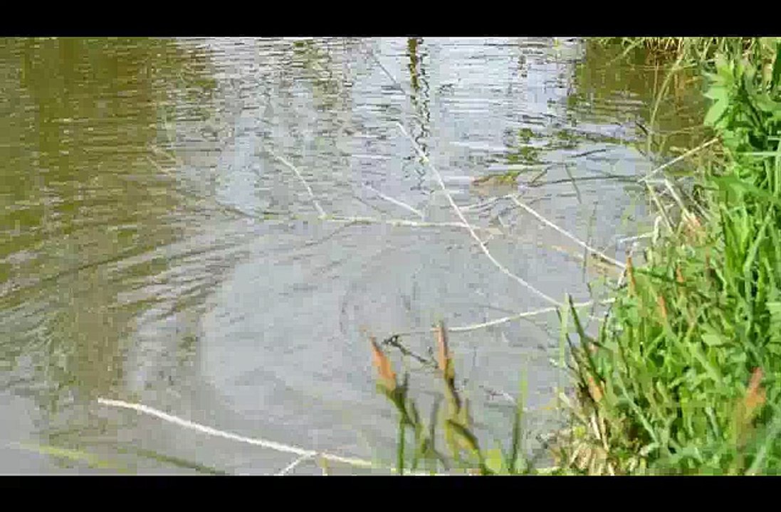 Frai des carpes dans l'étang de Foichot