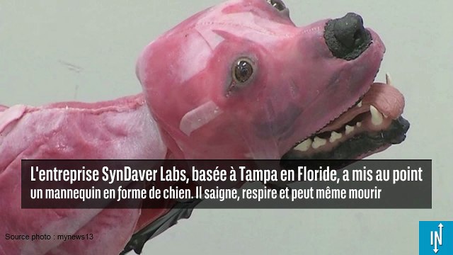 Ce chien synthétique pour vétérinaire va sauver la vie de milliers de chiens