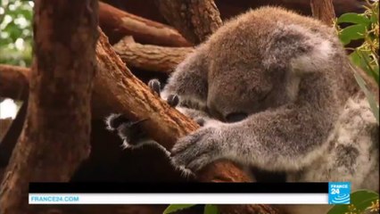 Koalas diminish off east coast of Australia: Population falls as urban growth rises