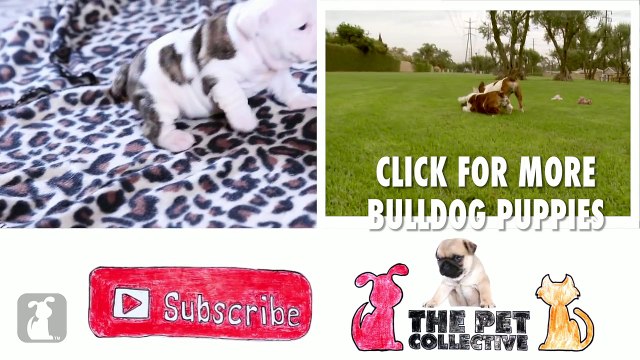 Wrinkly Bulldog Puppy Howls! SO DARN CUTE! - Puppy Love