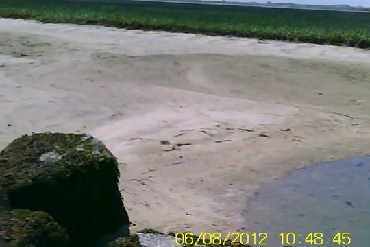 Une centaine de poissons coincés dans une grande flaque d'eau