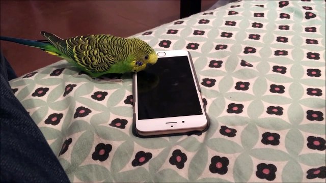 Ce perroquet active Siri en parlant à un iPhone 6 !!
