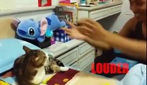 Ce chat entraîne sa voix en prenant des cours hahaha - cat Voice Training!