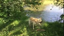 Séchage d'un chien après son bain en slow motion