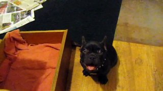 Frog Frenchie Fun French Bulldog Puppy Argues Bedtime