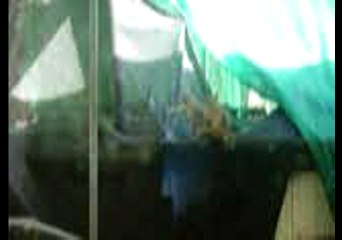 squirrels getting wild