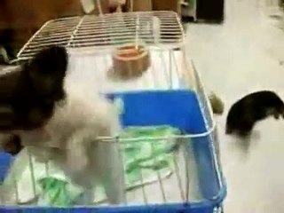 Puppy Screams Elmo