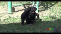 Funny Video Monkey and Gorilla Mating Like Humans At The Zoo - Animals Mating