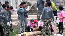 40 bébés tigres congelés retrouvés en Thaïlande.