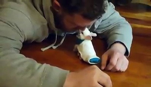 Ce lapin était paralysé des deux pattes arrières, ce que fera cet homme pour lui est magnifique !