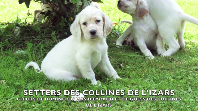 Chiots Domino du Mas d'Eyraud- Guess des Collines de l'Izars