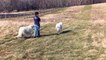 Elle promène ses deux chiens dans un champ. Mais regardez qui vient derrière eux… Absolument adorable!