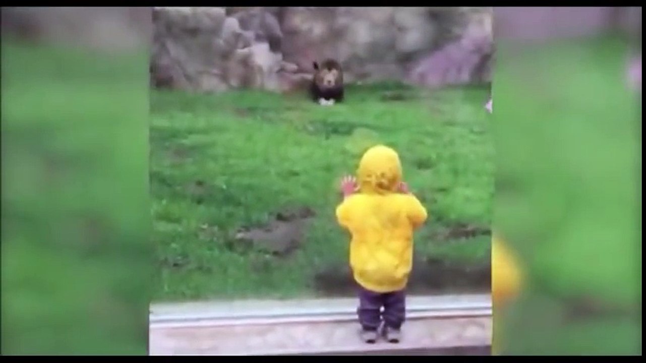 بالفيديو : أسد شرس يهاجم طفلا لا يتجاوز عمره السنتين