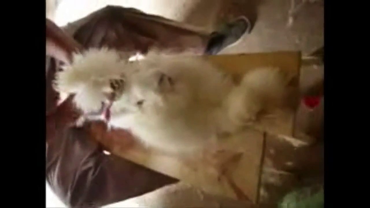 The AoT Cast Reacts to Animal Abuse