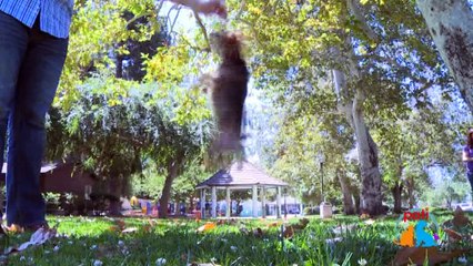 Selmin Akdağ & Yorkshire Terrier Bilgi Rehberi -Show Max TV Pati Programı