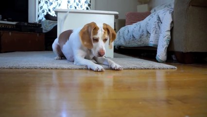 Dog Chases Laser, Finds Pot of Treats  Cute Dog Maymo