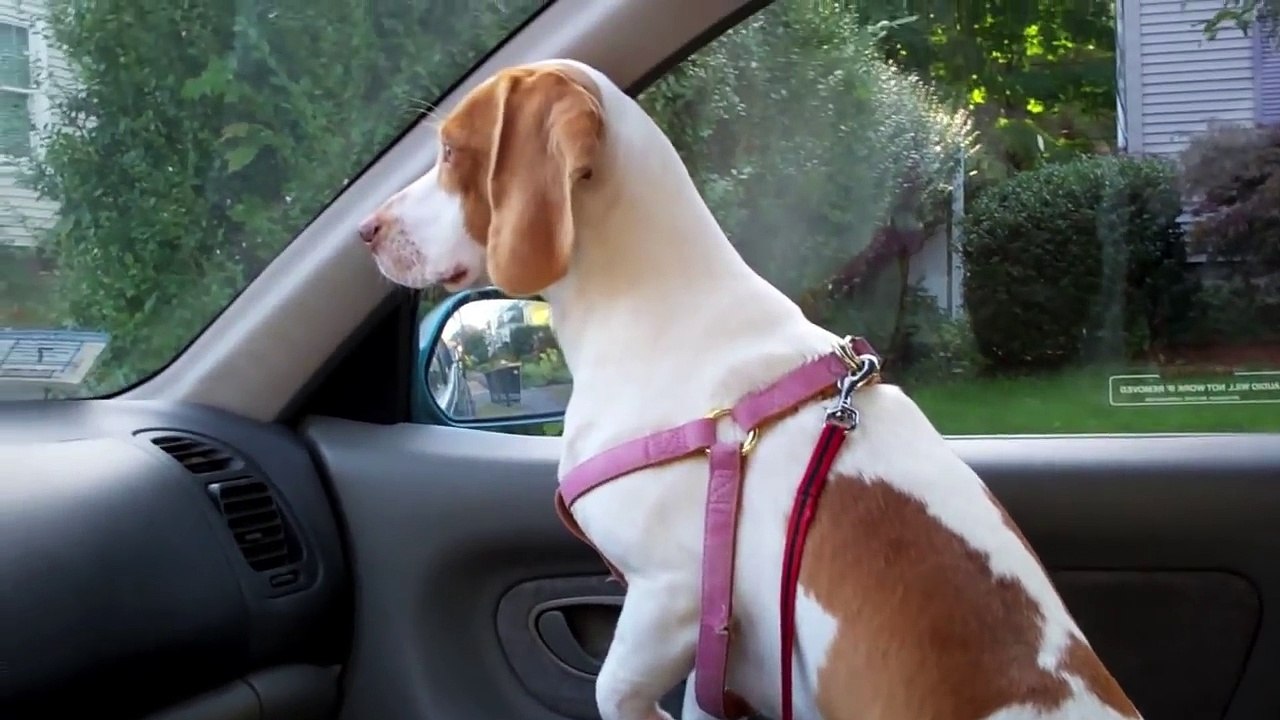 Dog Eats WIndshield Wipers  Cute Dog Maymo