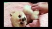 Cute puppy wants massage